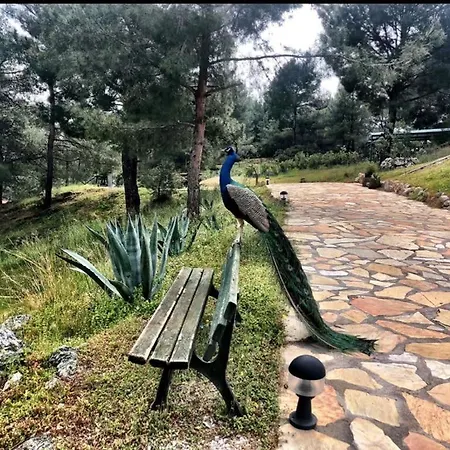 Splendid Vacation Homes With Pool And Garden In Marmaris